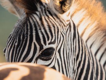 Close-up of zebra