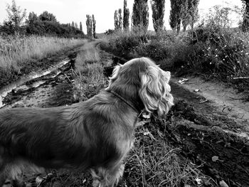 Black and white foto. a dog on the road