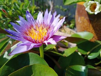 Close-up of purple water lily