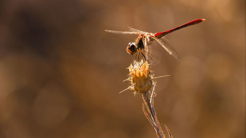 Closeup of a dragonfly sitting still on a brier under the beautiful orange sunlight in the steppe .