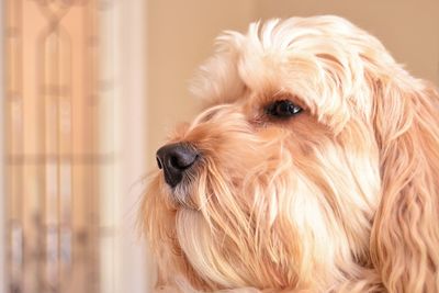 Close-up portrait of dog