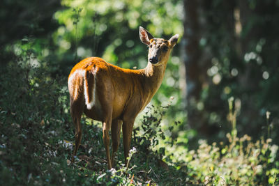 Lion standing in a forest