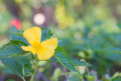 Close-up of yellow flowering plant