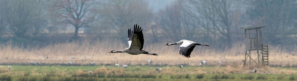 Bird flying over field