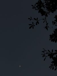 Low angle view of silhouette plant against clear sky at night