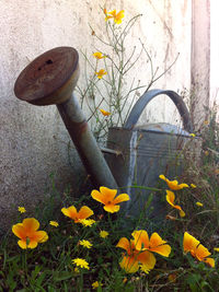 Close-up of yellow tulips blooming outdoors