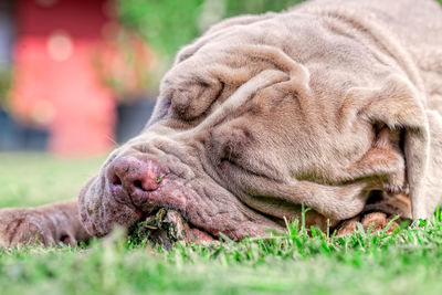 Close-up of lion sleeping on grass