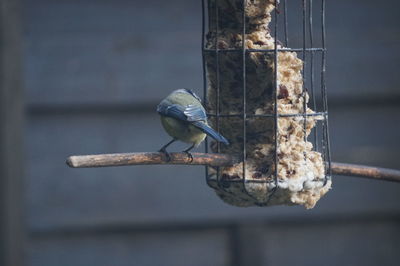 Bird perching on a feeder