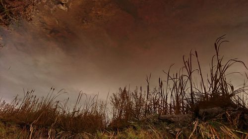 Grass growing against sky during sunset