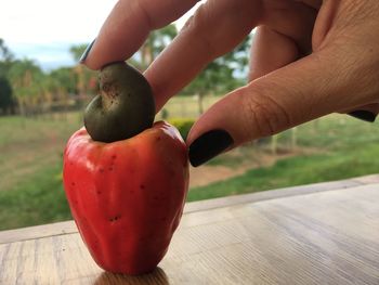 Close-up of hand holding cashew fruit