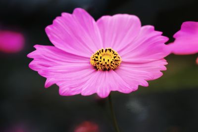 Close-up of pink flower