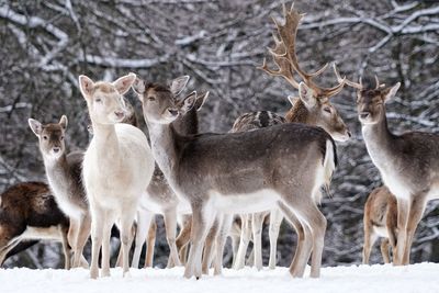 Portrait of deer standing in group on snow covered land