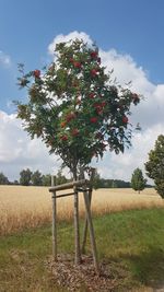 Tree on field against sky