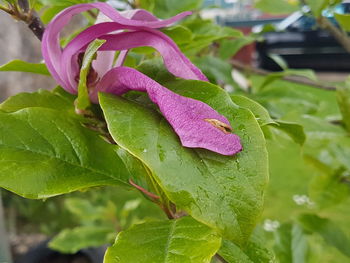 Close-up of butterfly on plant