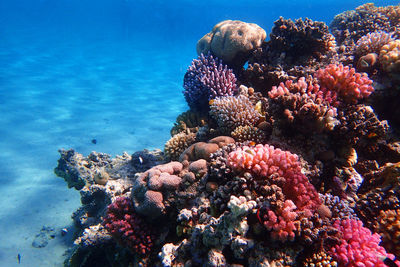 Low angle view of coral in sea