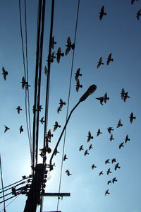 Low angle view of birds flying against clear blue sky