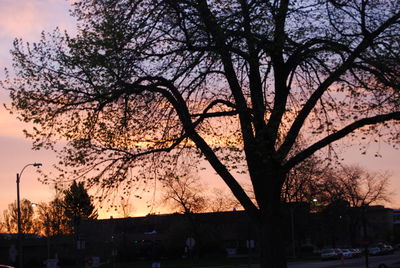 Silhouette tree against sky during sunset