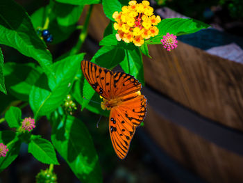 Close-up of butterfly on flower