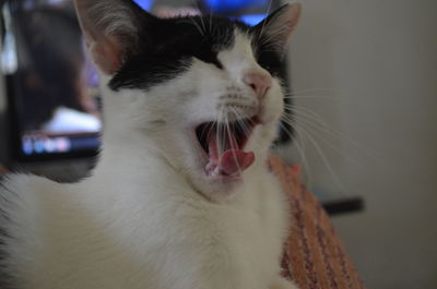 Close-up of cat yawning