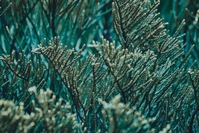 Close-up of pine tree during winter