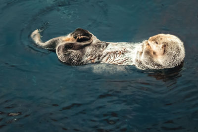 High angle view of otter swimming in sea