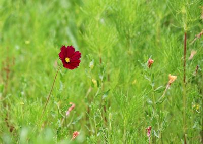 Red poppy flowers blooming in field