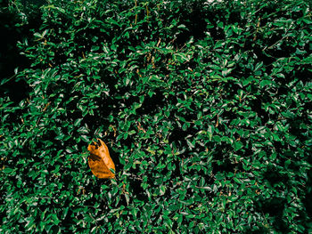 High angle view of dry leaves on field