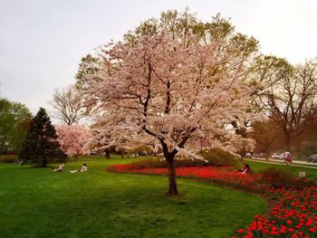 Trees growing in park
