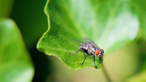 Close-up of fly on leaf