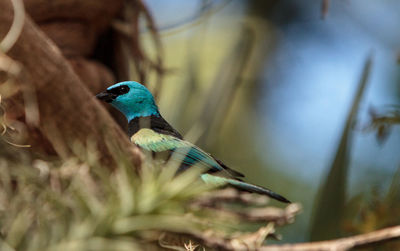 Bird perching on tree
