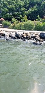 River flowing through rocks in forest