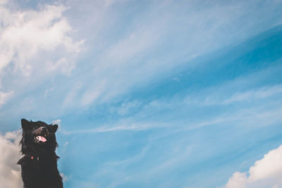 Low angle view of dog against sky