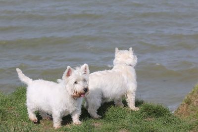 High angle view of west highland white terriers on riverbank