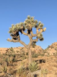 Tree in desert against clear blue sky