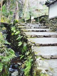 Steps by trees