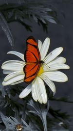 Close-up of butterfly perching on flower