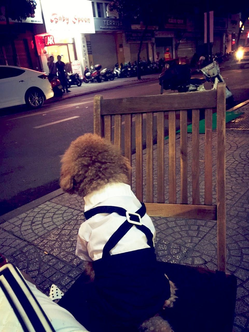 REAR VIEW OF GIRL WITH CAT ON STREET