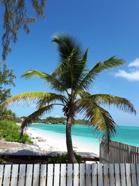 Palm tree by sea against blue sky
