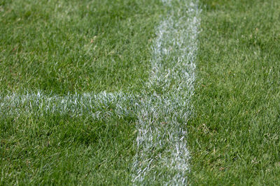 Full frame shot of plants on field