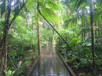 Walkway amidst trees in forest