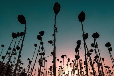 Low angle view of silhouette plants against sky during sunset