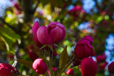 Close-up of pink tulip flowers