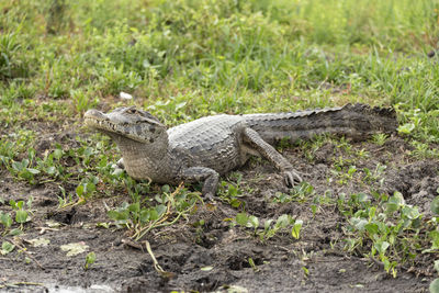 Lizard on a field