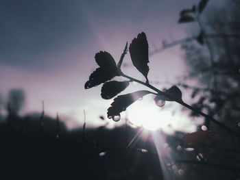 Close-up of silhouette plant against sky