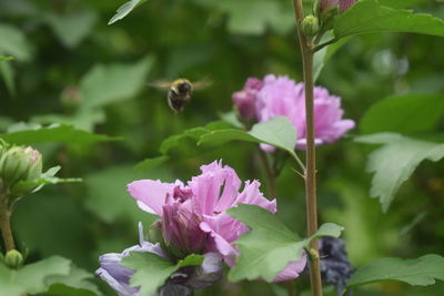 Close-up of bee on pink flowering plant