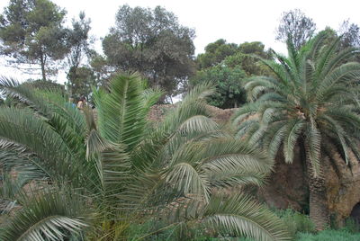 Close-up of tree