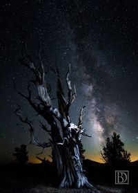 Bare trees on field at night
