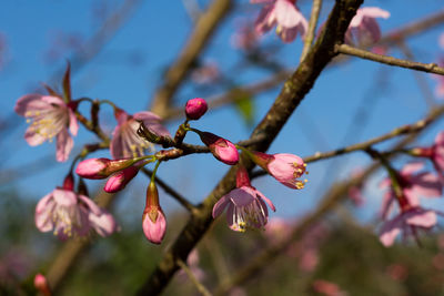  wild himalayan cherry with color is pink in the phu lom lo tourist attraction loei province thailand