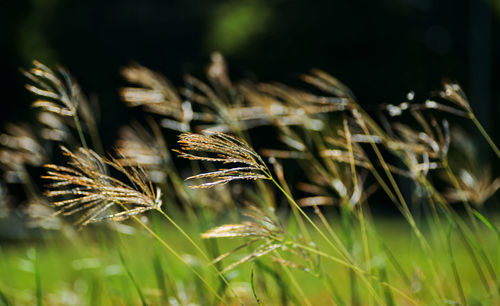Close-up of stalks in field