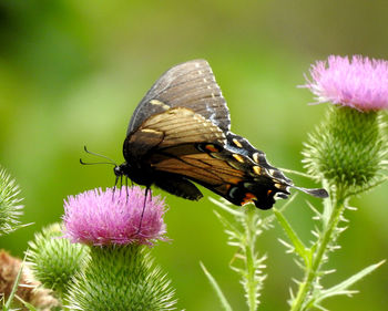 Swallowtail butterfly